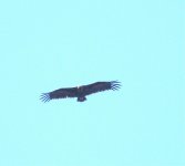 Black Vulture DSCF7321.jpg