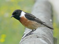 L1180604_Stonechat.jpg