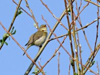 L1180657_Chiffchaff.jpg