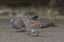 turtledove_4859.jpg