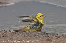 yellowhammer_4812.jpg