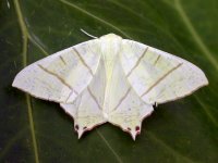 swallowtail moth ex5050 (800).JPG