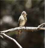 unknown flycatcher2 Garden Canyon May 30 2008.jpg