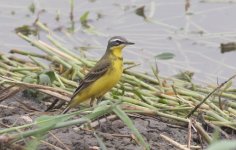 2.YellowWagtail.JPG