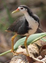 5.WhiteBreastedWaterhen.JPG