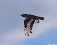 carrion%20crow13f.jpg