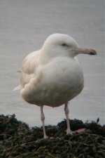 76 Glaucious gull.jpg