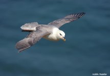 fulmar10f.jpg