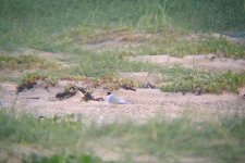 78 LITTLE TERN.jpg