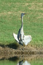 GreatBlueHeronPose.jpg