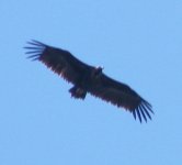 Black Vulture DSCF7322.jpg