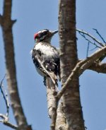 Woodpecker 2.jpg