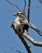 Woodpecker 3.jpg