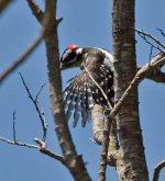 Woodpecker 4.jpg