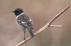 4.Stonechat.JPG