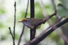 1.MountainTailorbird.JPG