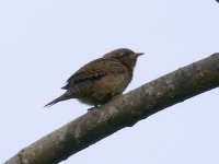 L1180291_Wryneck.jpg