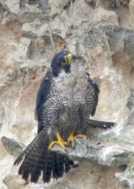 peregrine14-web.jpg