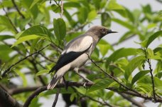 2.WhiteShoulderedStarling.jpg