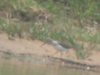 Rye Harbour Terek Sandpiper 1.jpg