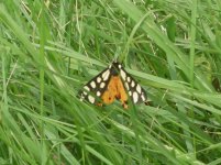 Rye Harbour Moth 1.jpg