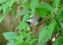 Taiwan Yuhina Shanlinhsi Forest.JPG