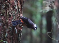 White eared Sibia Hsitou Forest.JPG