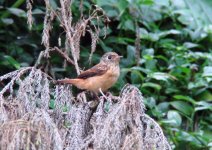 Ferruginous Flycatcher female Hsitou Forest.JPG