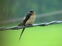 6 14 K Striated Swallow Douliou.JPG