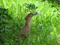 Malayan Night Heron Jiji.JPG