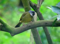 6 15 X Collared Finchbill Huben.JPG