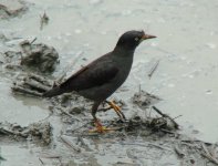 6 16 Q Light-vented Myna Douliou.JPG