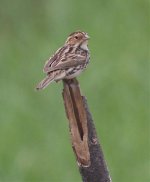 1.LittleBunting.jpg