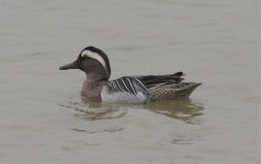 3.Garganey.jpg