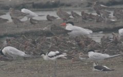 5.CaspianTern.JPG