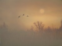 misty morning mallardssm.jpg