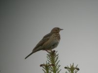 Hankley Common Tree Pipit 1.jpg