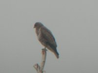 Thursley Common Buzzard 1.jpg