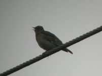 Thursley Common Wood Lark 1.jpg