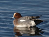 Widgeon23-03-08b.jpg