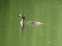 Thursley Common Great Crested Grebe 1.jpg