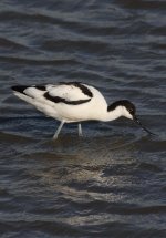 3.Avocet.JPG