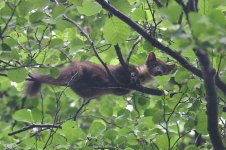 Pine Martin, bielowieza 1.jpg