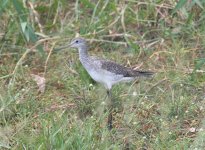 Greater Yellowlegs Cuffie 8 092.jpg