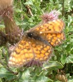 fritillary.jpg