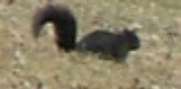 BF black squirril.jpg