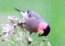 bullfinch.jpg