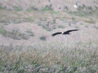 marsh harrier.jpg