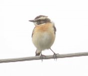 whinchat 017.jpg