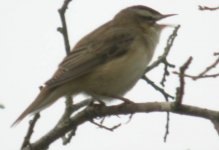 whinchat 086.jpg